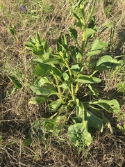 Arnoglossum plantagineum