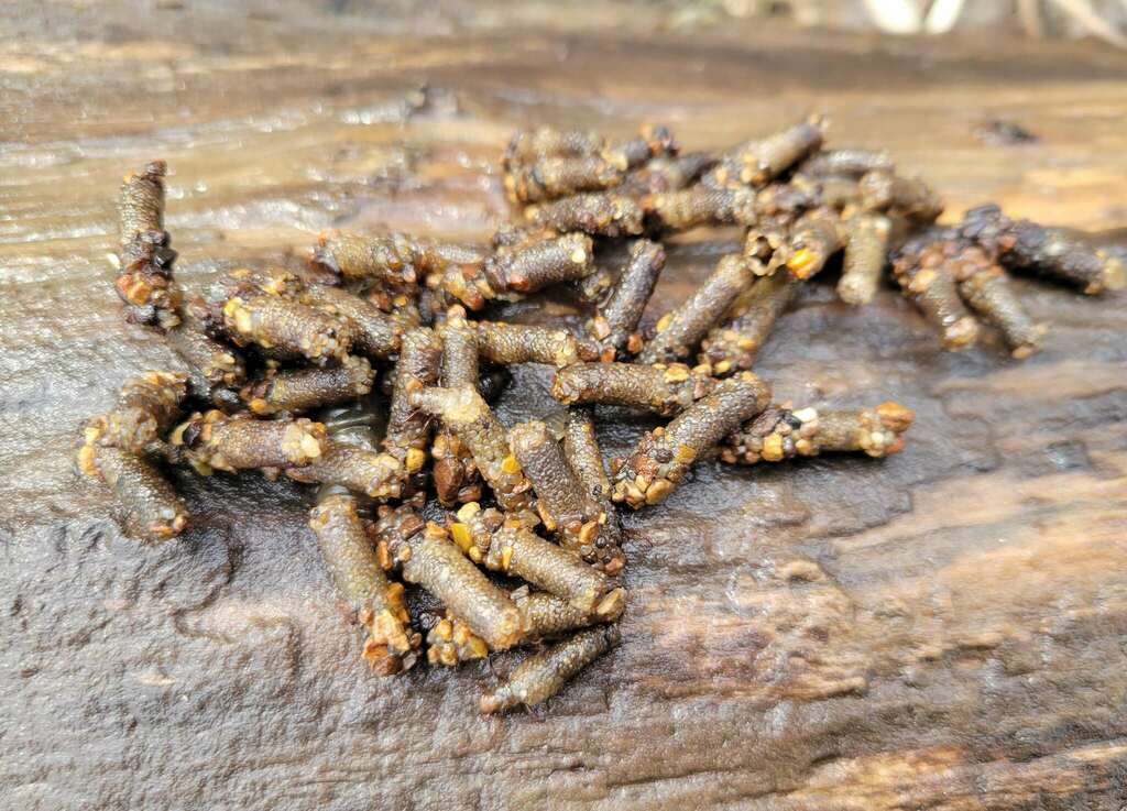 Caddisflies from Winona County, MN, USA on March 15, 2024 at 0805 AM