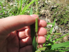 Carex shortiana