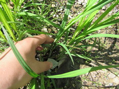 Carex shortiana