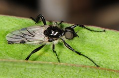Bibio albipennis
