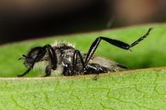 Bibio albipennis