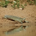 Euphrates Softshell Turtle - Photo (c) Parham Beyhaghi, some rights reserved (CC BY-NC), uploaded by Parham Beyhaghi