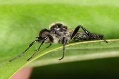 Bibio albipennis