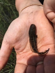 Ambystoma talpoideum