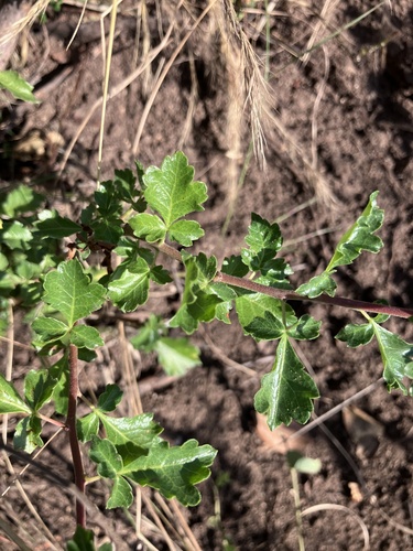 Commiphora africana