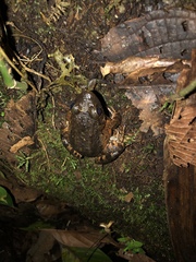 Leptodactylus wagneri