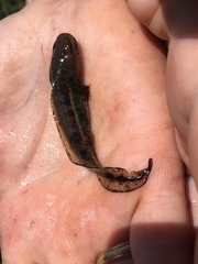 Ambystoma talpoideum