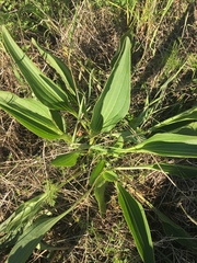 Arnoglossum plantagineum