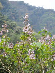 Paulownia × taiwaniana, photograph author not stated, no rights reserved
