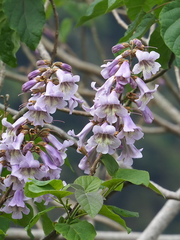 Paulownia × taiwaniana, photograph author not stated, no rights reserved