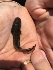Ambystoma talpoideum