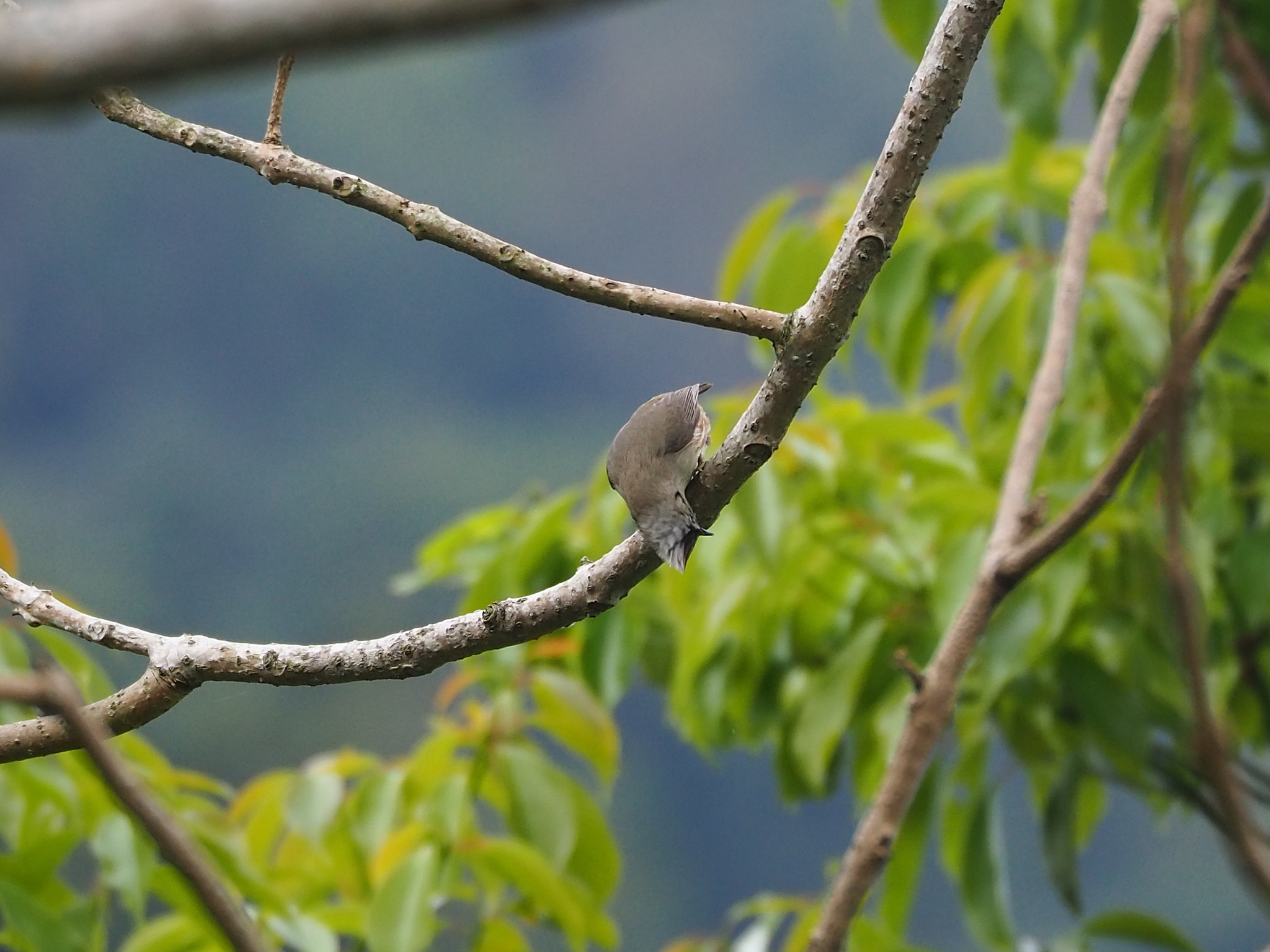 Taiwan Yuhina