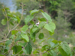 Paulownia × taiwaniana, photograph author not stated, no rights reserved
