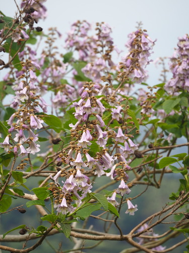 Paulownia × taiwaniana, photograph 3