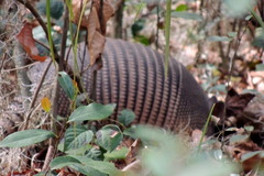 Dasypus novemcinctus image