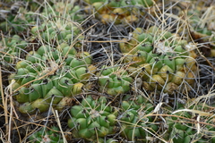 Mammillaria compressa