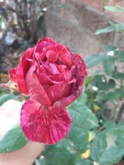 Rosa