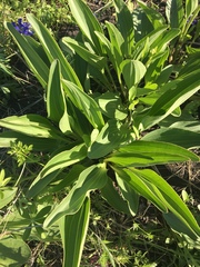 Arnoglossum plantagineum