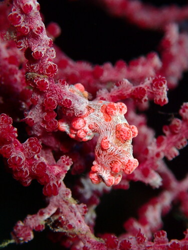 Pygmy Seahorse — seen at this dive site