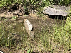 Equisetum laevigatum