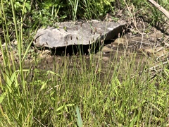 Equisetum laevigatum