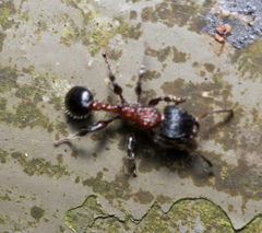 Dilobocondyla