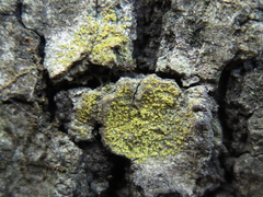 Gyalolechia xanthostigmoidea