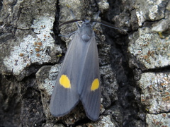 Phryganidia naxa