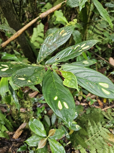 Columnea dimidiata, photograph 4