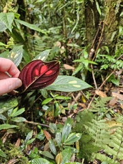 Columnea dimidiata, photograph (c) Scott Harris, some rights reserved (CC BY)