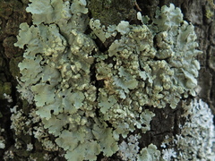 Crespoa crozalsiana