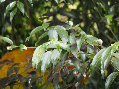 Turougwi (Cinnamomum osmophloeum)