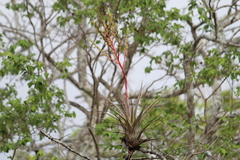 Tillandsia makoyana