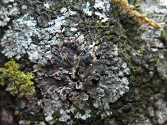Lichenopeltella
