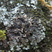 Arthonia phaeophysciae - Photo (c) Alejandro Huereca,  זכויות יוצרים חלקיות (CC BY-NC-ND), הועלה על ידי Alejandro Huereca