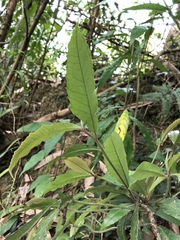 Ardisia cornudentata