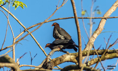 Patagioenas squamosa