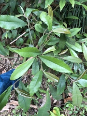 Ardisia cornudentata