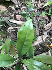 Ardisia cornudentata