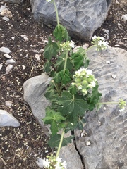 Cnidoscolus aconitifolius