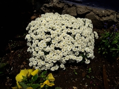 Asteraceae