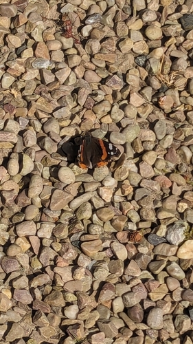 Vanessa atalanta