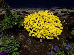 Asteraceae
