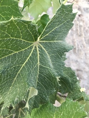 Cnidoscolus aconitifolius