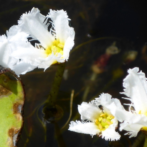 Image of Big Floatingheart (Nymphoides aquatica) by (c) mfeaver, some rights reserved (CC BY)