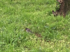 Spodiopsar cineraceus