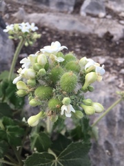 Cnidoscolus aconitifolius