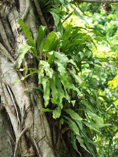 Image of Climbing bird's nest fern by no rights reserved