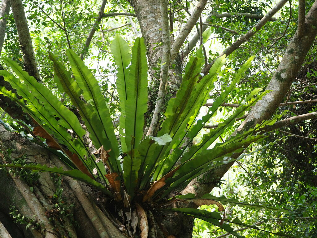 Asplenium nidus, 602台灣嘉義縣番路鄉